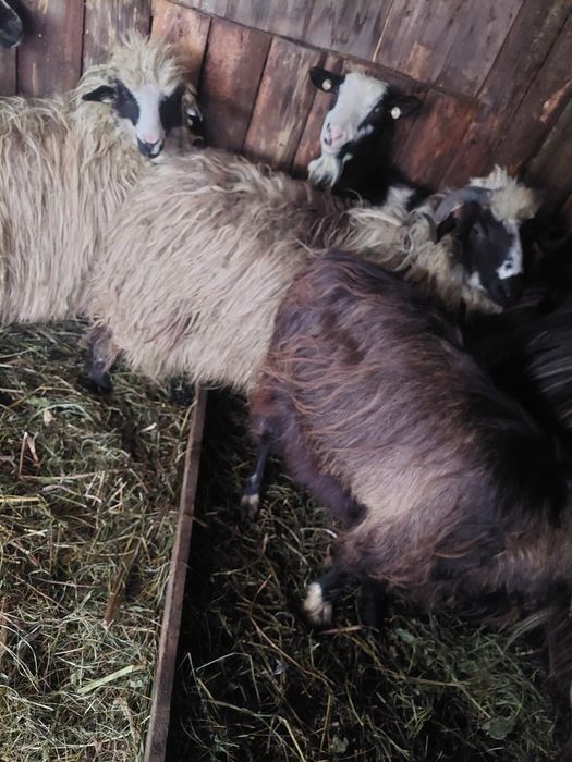 Vând 2 miei un berbecuț su o mielută