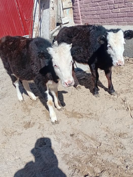 Баспақ сатылады!