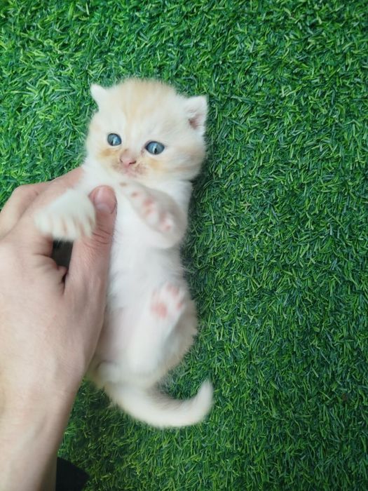 Mushuk bolalari sotiladi