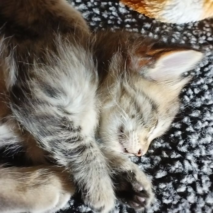 Отдам котенка. В Хорошие руки.