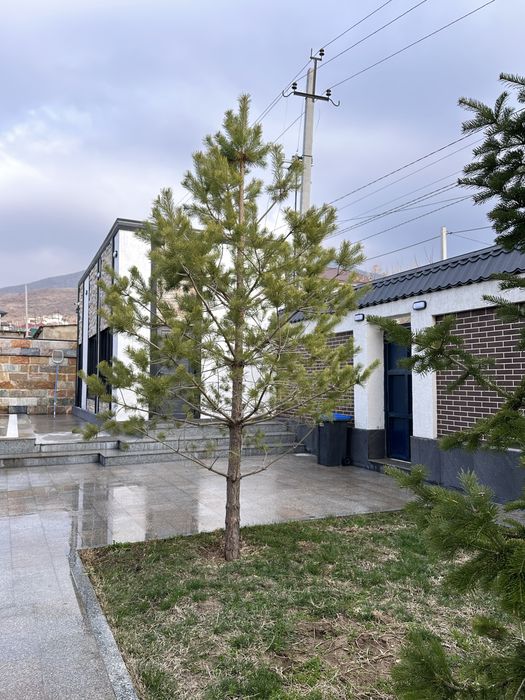 Продам ёлки три штуки