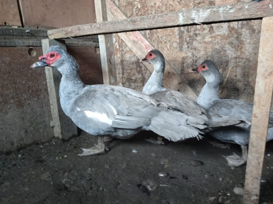 Продается лавандовая индоутка