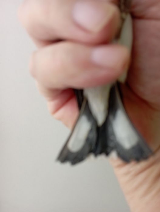 Продам щегла белобородого.