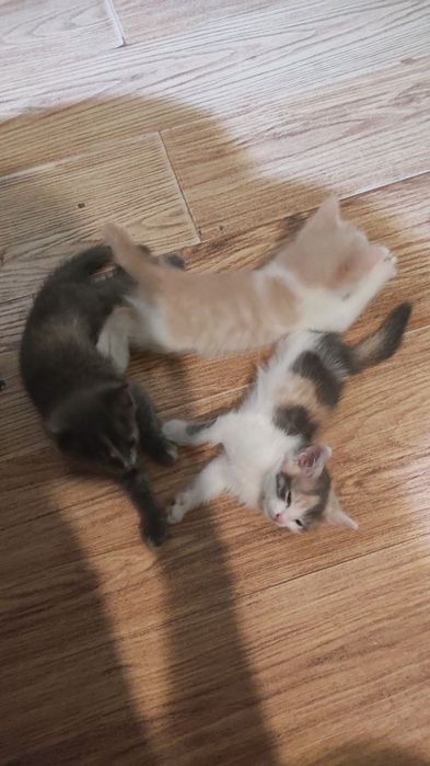 Котята в добрые руки
