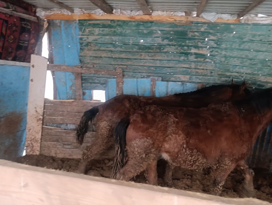 Продам полторашек жирных