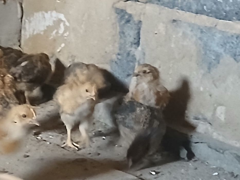 Продам цыплятта кучинский
