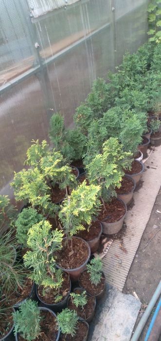 Самшит туя можевельник тис,