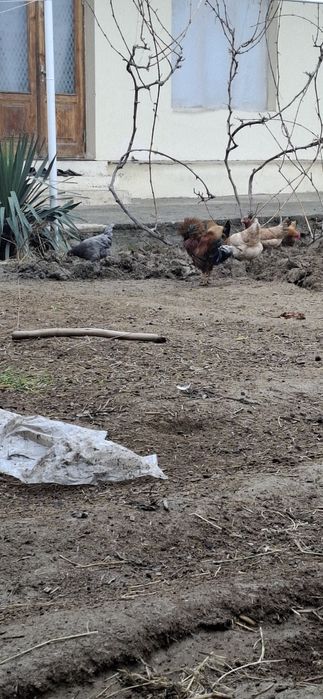 Harxil turdagi xuro'zlar bor 150 mingdan boshlanadi