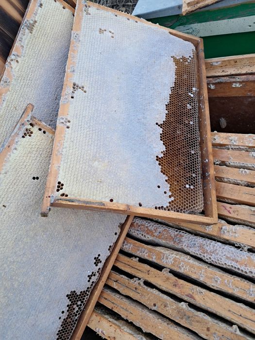 Rame cu faguri cu miere