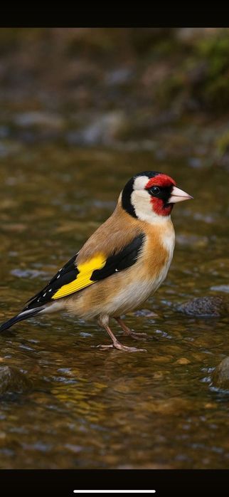 Щегол зимник черноголовый