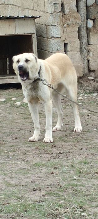 Срочно Продается басар