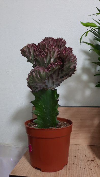 Антуриум, Филодендрон крокодил и др расте