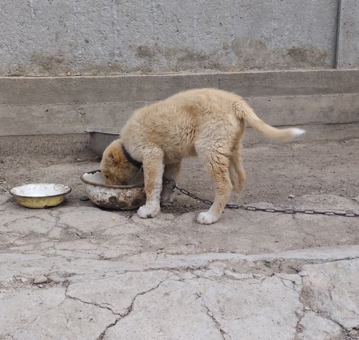 Алабай күшігі сатылады Еркек.