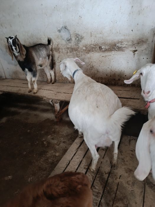 Покрытые высокоудойные козочки