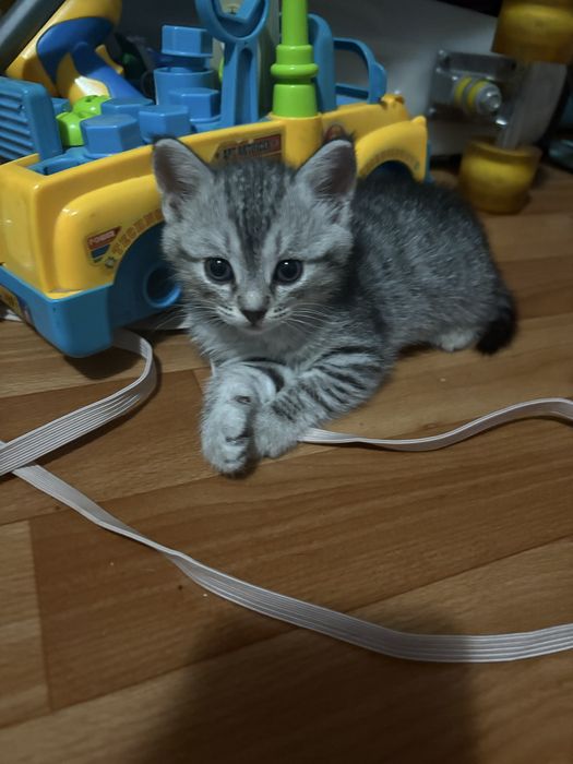 Отдам котят в добрые руки(кошка кот)