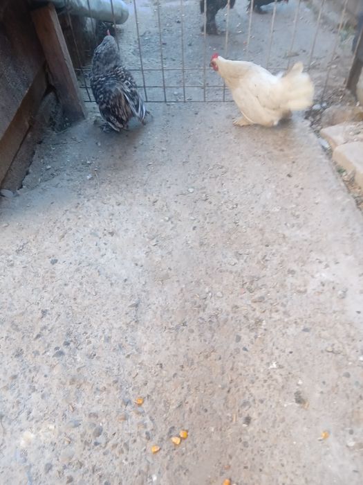 De vanzare pui italian si phoenix