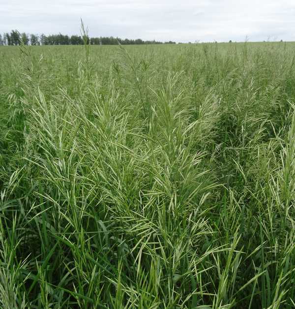 Как выглядит трава костер фото Как выглядит трава костер фото