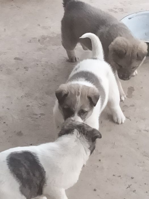 Щенок собаки для двора