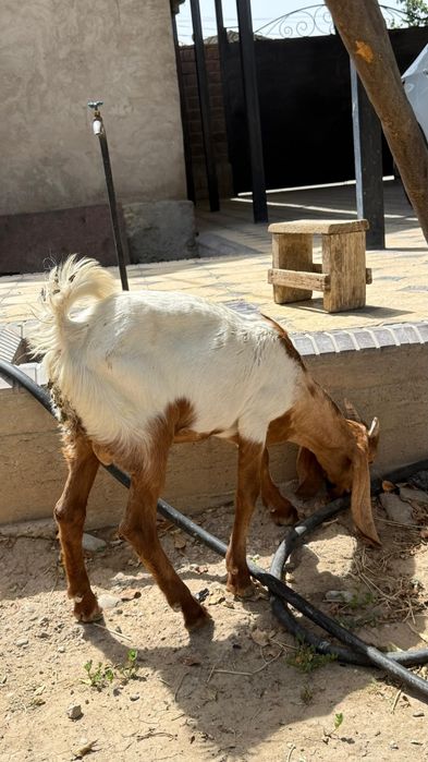 Камори козлята..