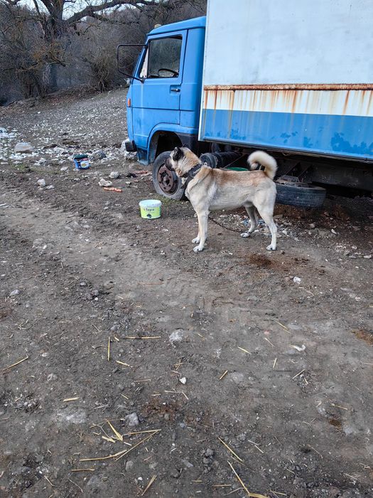 Турски Кангал 3 години