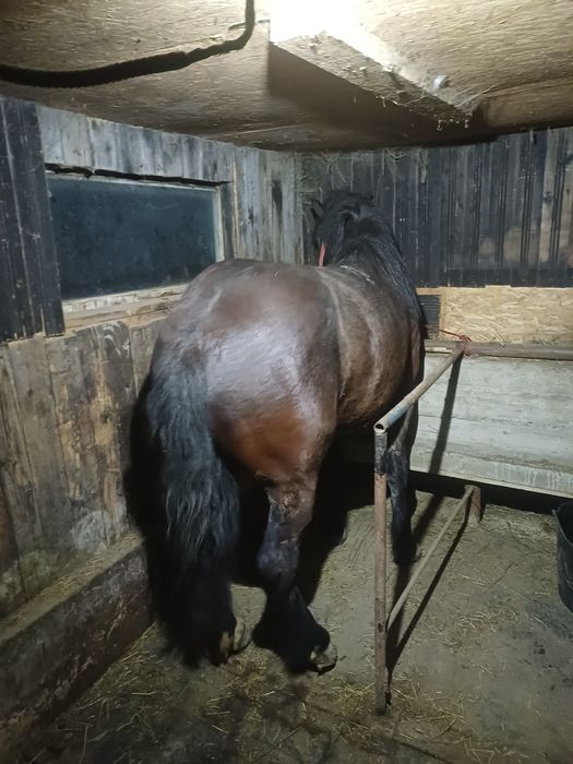 Vând mânz de 2 ani jumate