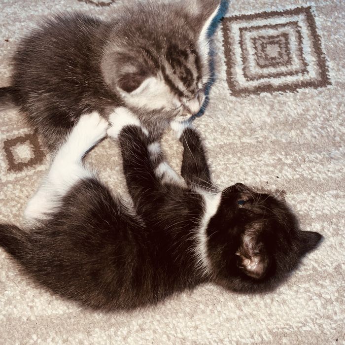 котята беспоатно!
