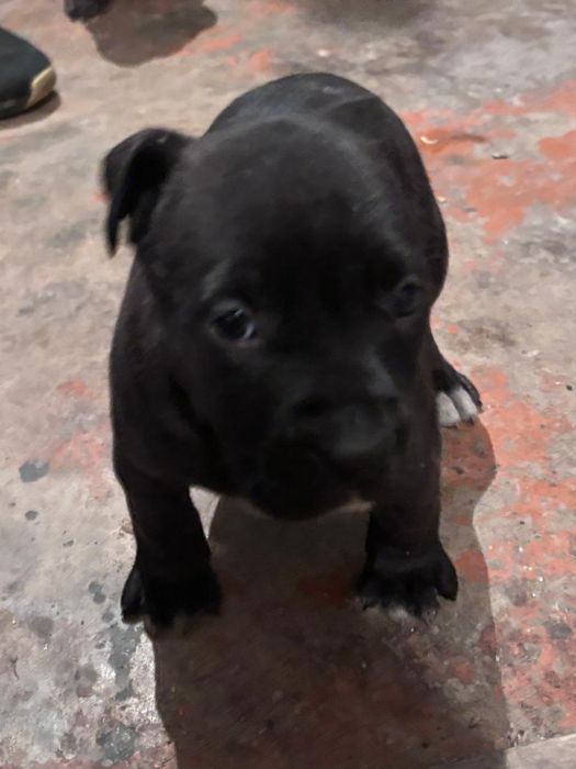 Продам щенков питбуля