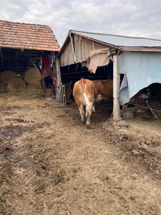 Vând junincă gestantă