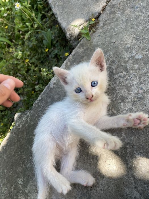 Бесплатно котята