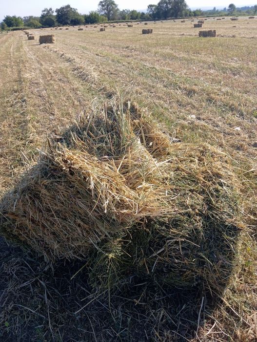 Сено, шөп разнотравье ячмень с клевером