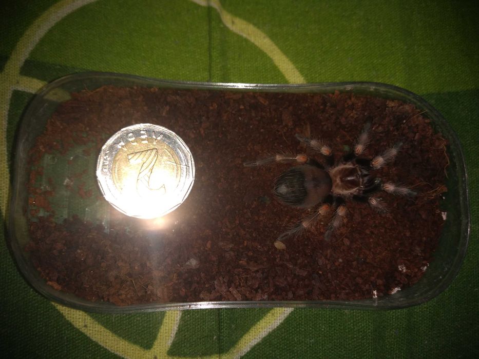 Тарантла tarantula