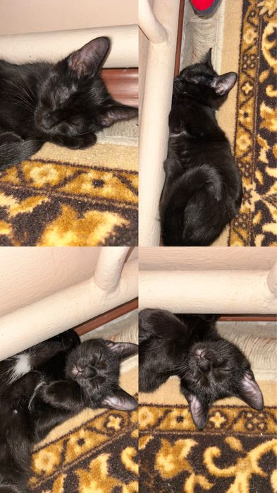 Отдам котенка в добрые руки.