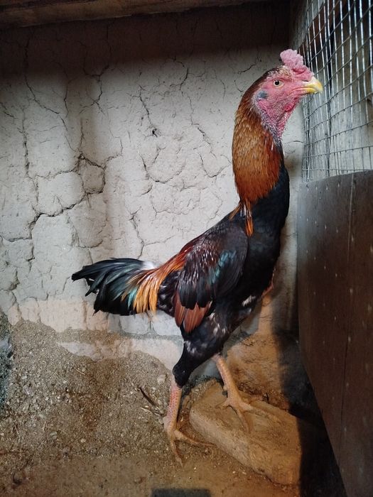 Dakan xo'roz sotiladi