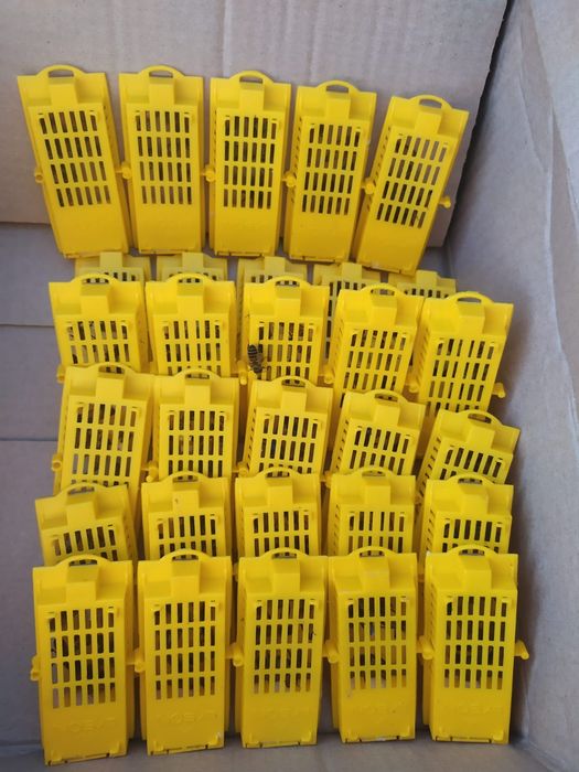 Mătci, albine, Buckfast F1