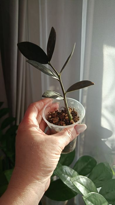 Продам комнатные цветы разные