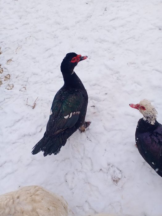 Продам гусей, уток курей