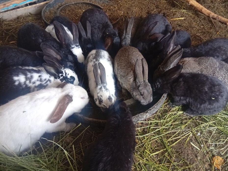 Продам крольчат разные