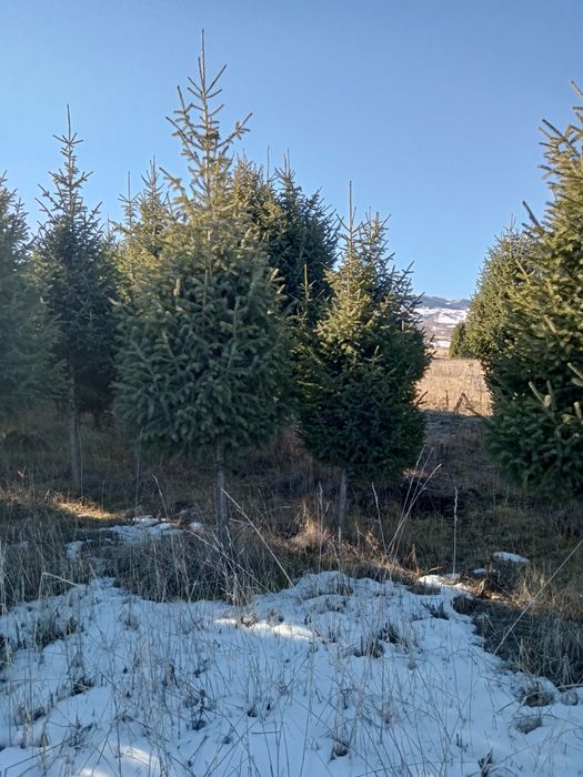 Елки на штамбе крупномеры