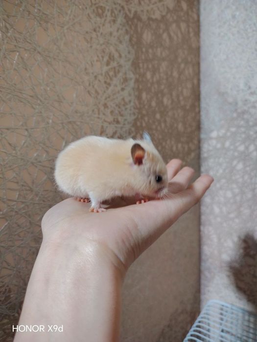 Хомяк сирийский | Siriyskiy Homyak