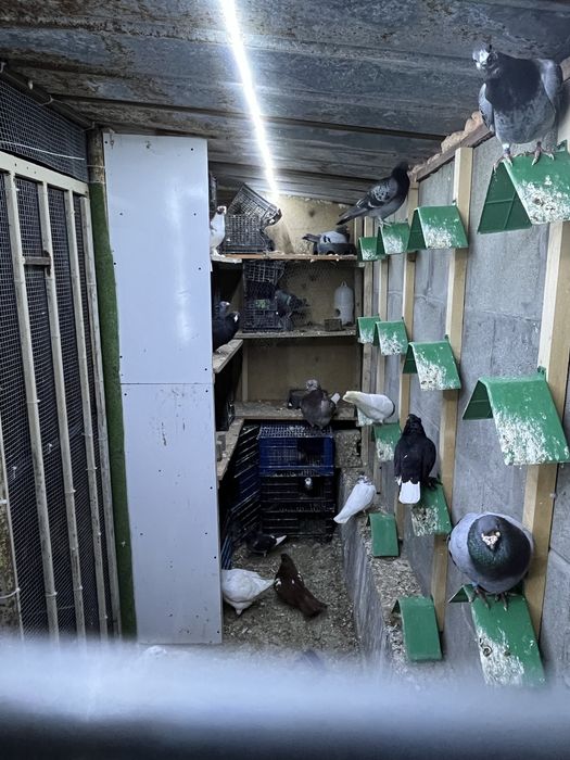 Пощенски гълъби.