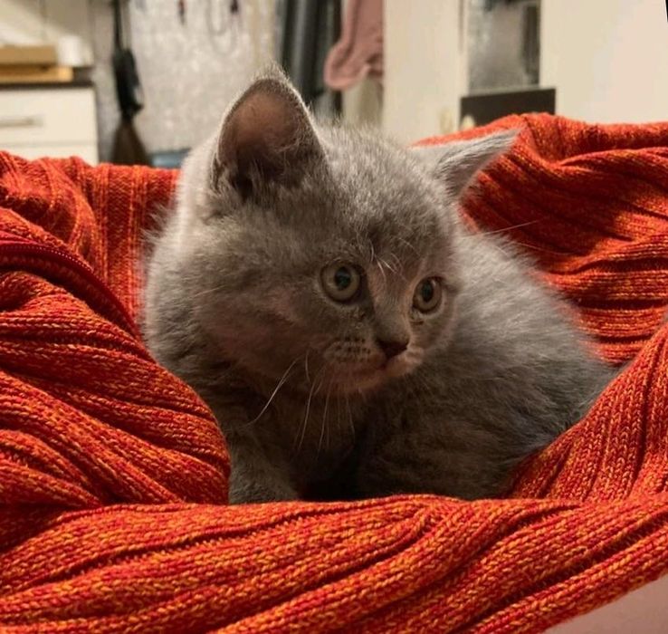 Британско късокосместо коте