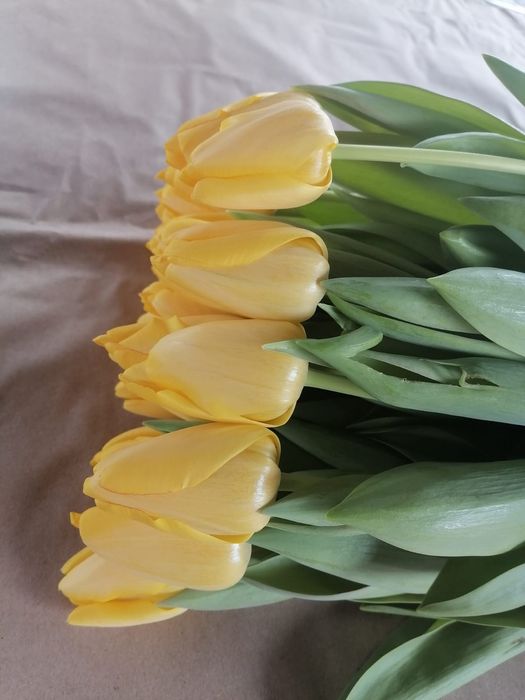 Тюльпаны голландские  оптом и в розницу