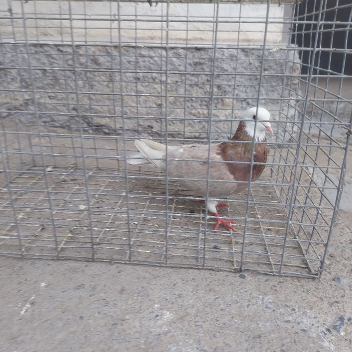 Акбас туркмен лет бой гарантия