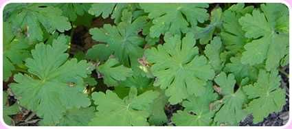 Продавам разсад - бял здравец