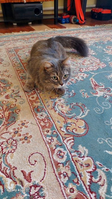 Отдам в добрые руки