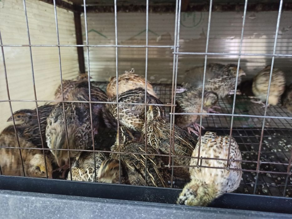 Продам перепелов