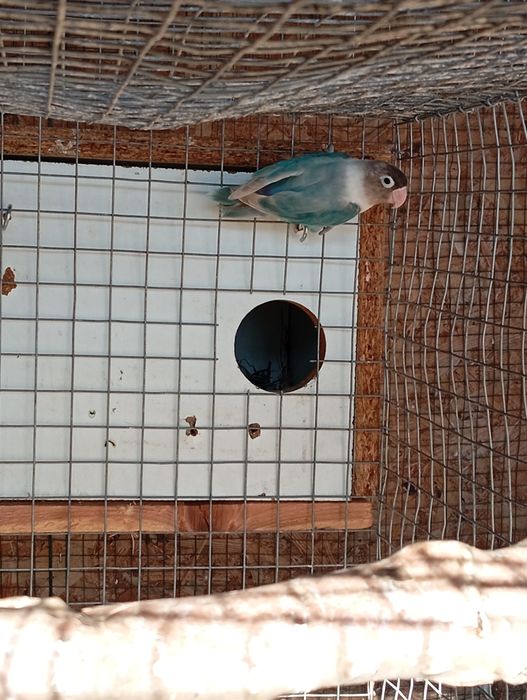 Papagali agapornis