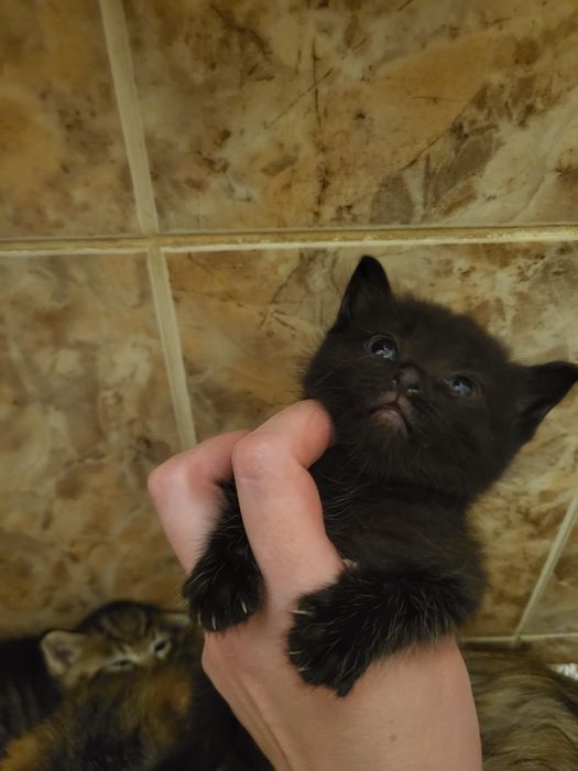Дарим котят в добрые руки