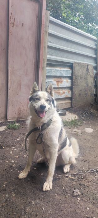 Продается западно сибирская лайка