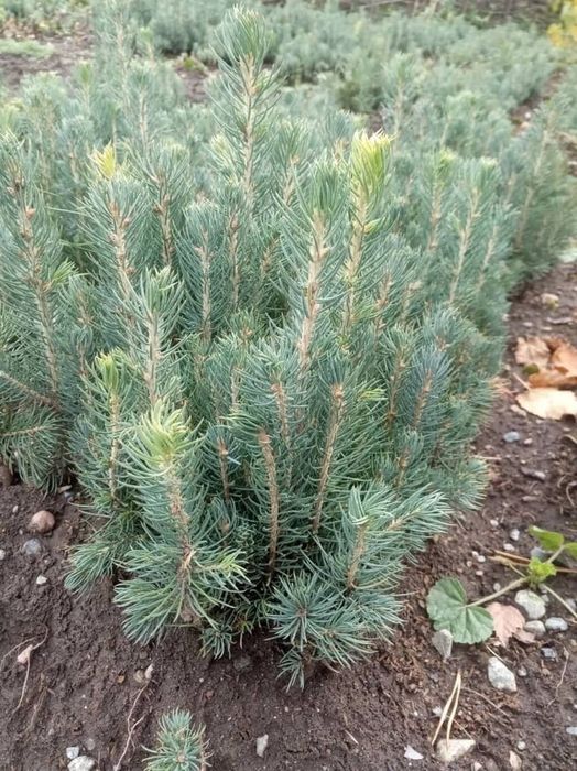 Сосна крымская 20-30  голубые ели